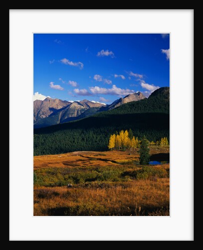 Meadow near Molas Divide by Anonymous