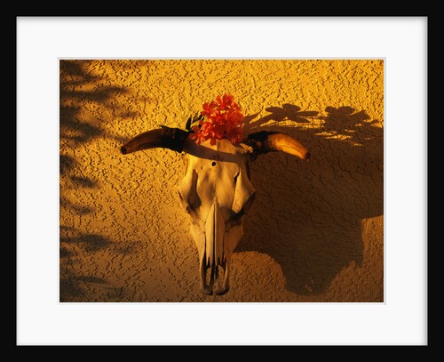 Flowers on a Cattle Skull by Anonymous