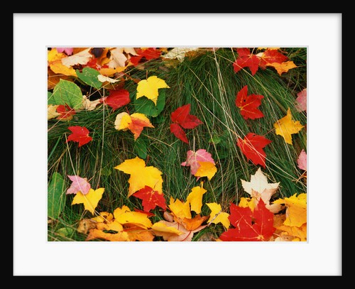 Maple Leaves and Grass by Anonymous