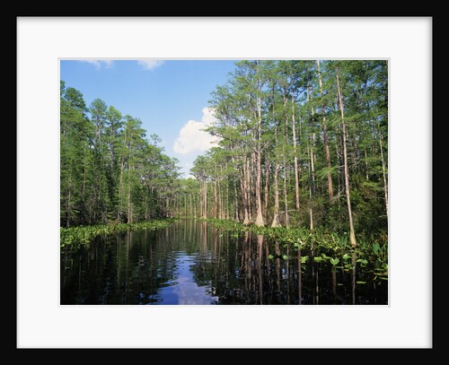 Okefenokee Swamp by Anonymous