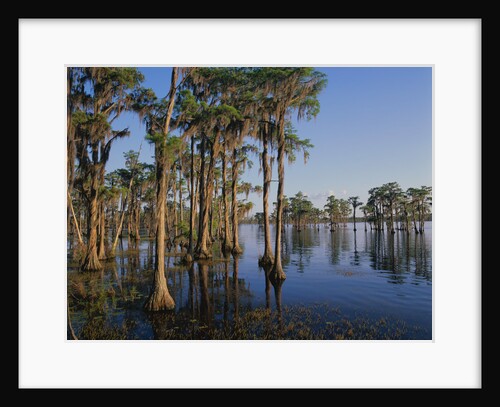 Cypress Trees Along Banks Lake by Anonymous