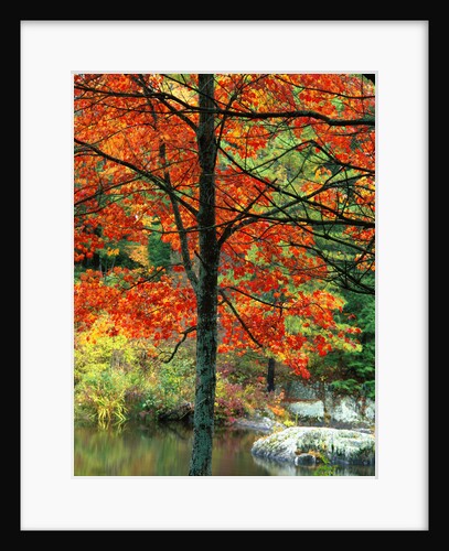 Sugar Maple in Autumn by Anonymous