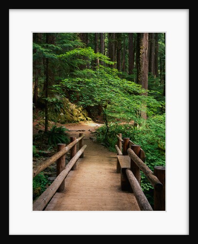Wooden Bridge Along Sol Duc Falls Trail by Anonymous