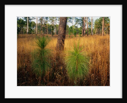 Pine Trees in Tall Grass by Anonymous