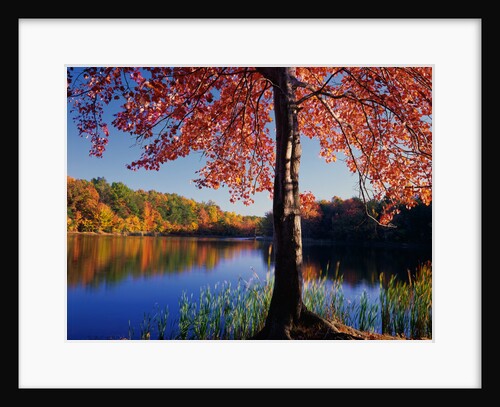 Red Maple on Lookout Lake by Anonymous