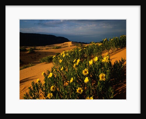Sunflowers and Sand Dunes by Anonymous