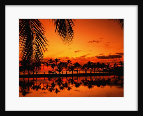 Palm Tree Silhouettes at Sunset by Anonymous
