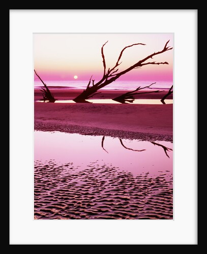 Boneyard Beach on Wassaw Island by Anonymous
