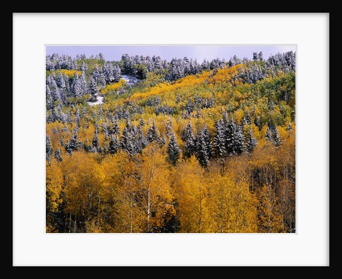 Forest of Aspens and Firs by Anonymous