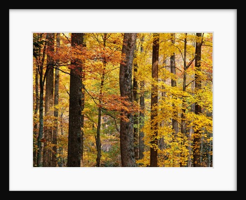 Hardwood Forest in Autumn by Anonymous