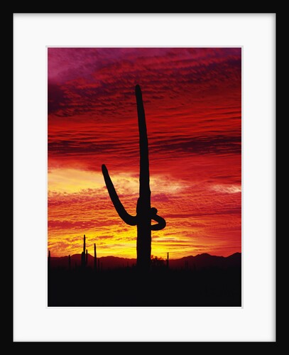 Saguaro Cactus Silhouetted at Sunset by Anonymous