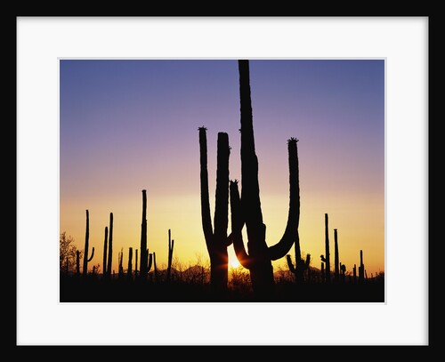 Silhouettes of Saguaro Cacti at Sunset by Anonymous