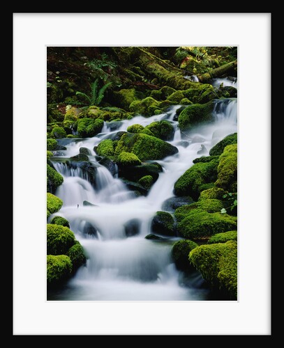 Moss-Covered Boulders at Sol Duc Falls by Anonymous