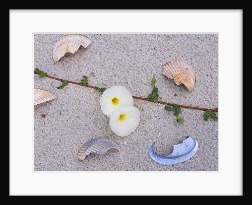 Morning Glory Among Seashells by Anonymous