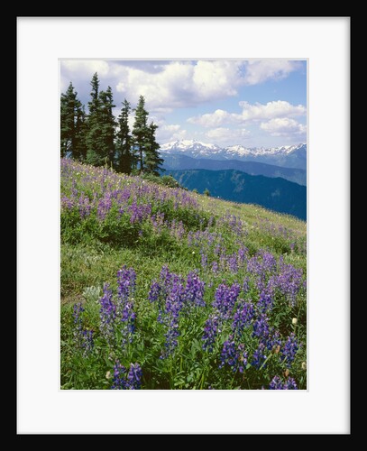 Meadow of Lupine Wildflowers by Anonymous