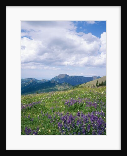 Meadow of Lupine Wildflowers by Anonymous