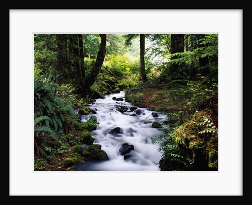 Olympic National Park Stream by Anonymous