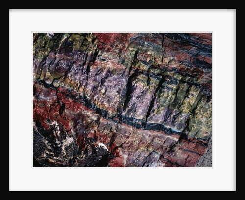 Close-up of Petrified Wood by Anonymous