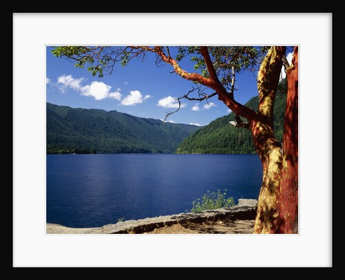 Pacific Madrone by Lake Crescent