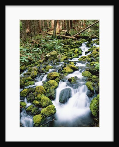Sol Duc River Valley Stream by Anonymous