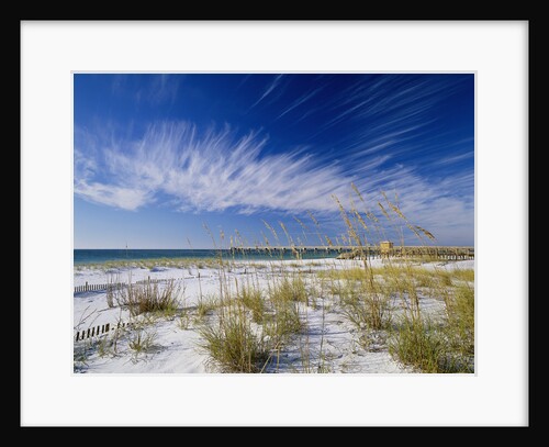 Sea Oats and White Sand Dunes by Anonymous