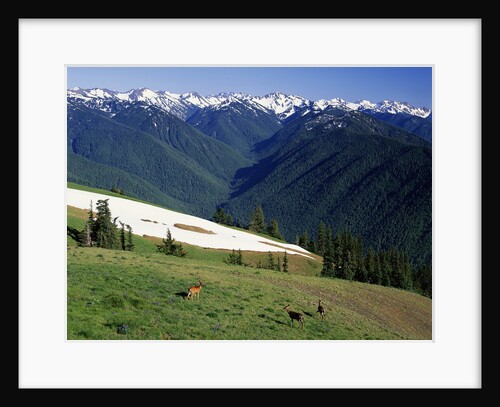 Deer Grazing Along Hurricane Ridge by Anonymous