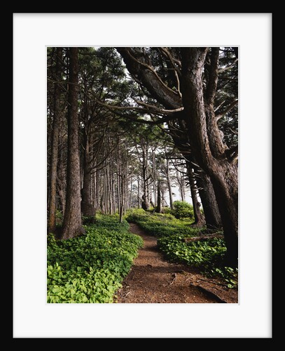 Spruce Trail at Kalaloch Beach by Anonymous