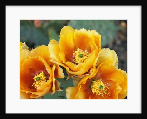 Prickly Pear Cactus Blossoms by Anonymous