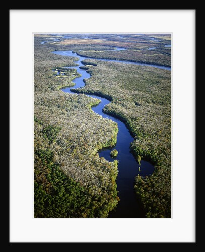 Altamaha River by Anonymous