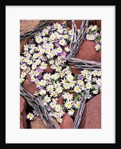 Blooming Desert Stars by Anonymous