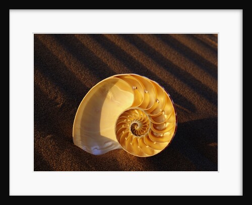 Chambered Nautilus Shell by Anonymous