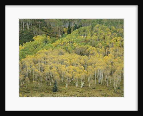 Aspens in Castle Creek Valley by Anonymous
