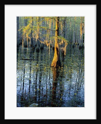 Cypress Tree and Bladderwort Flowers in Swamp by Anonymous