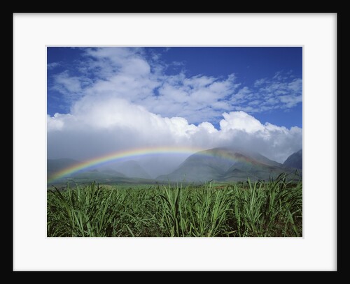 Rainbow Above Sugar Cane Field on Maui by Anonymous