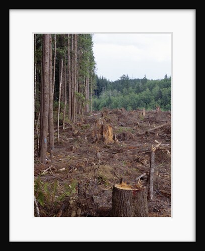 Clearcut in Olympic National Forest by Anonymous