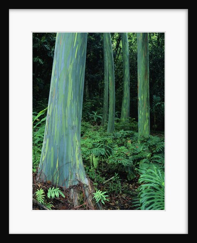 Rainbow Eucalyptus (Mindanao Gum) Trees by Anonymous