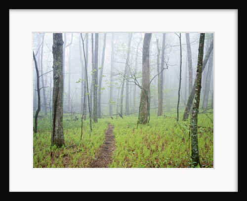 Oak Forest in Fog by Anonymous