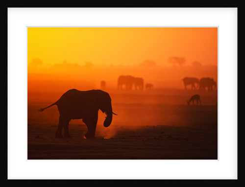 Elephant Herd Silhouetted Against Orange Sky by Anonymous