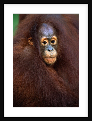 Young Orangutan in Mother's Arm by Anonymous
