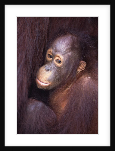 Baby Orangutan by Anonymous