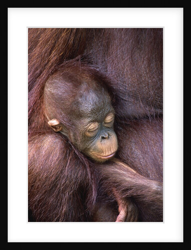 Orangutan Baby Sleeping by Anonymous
