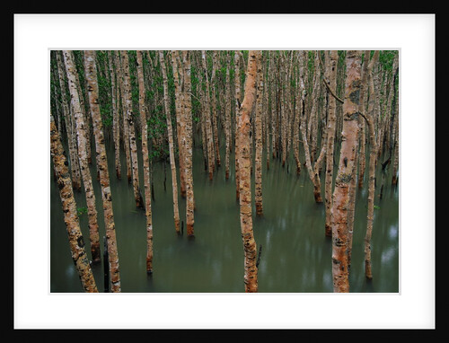 Mangrove Forest at High Tide by Anonymous