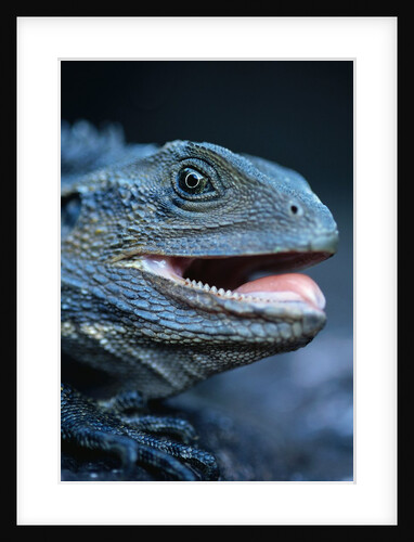 Eastern Water Dragon by Anonymous
