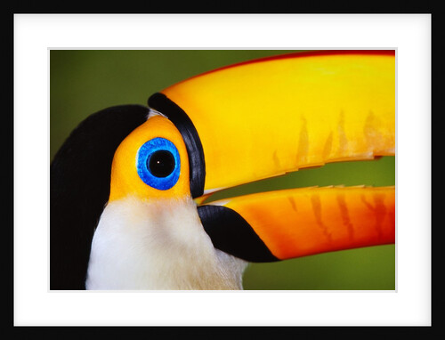 Head and Beak of a Toco Toucan by Anonymous