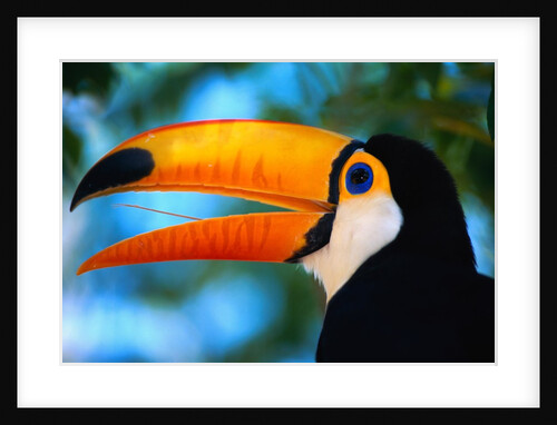 Toco Toucan by Anonymous