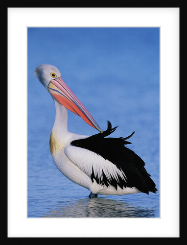 Australian Pelican Grooming by Anonymous