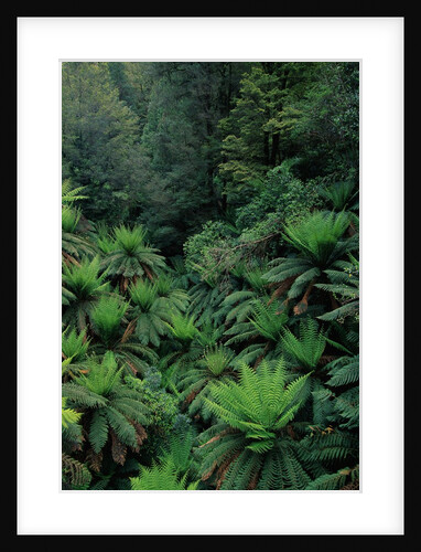 Rain Forest Ferns and Trees by Anonymous
