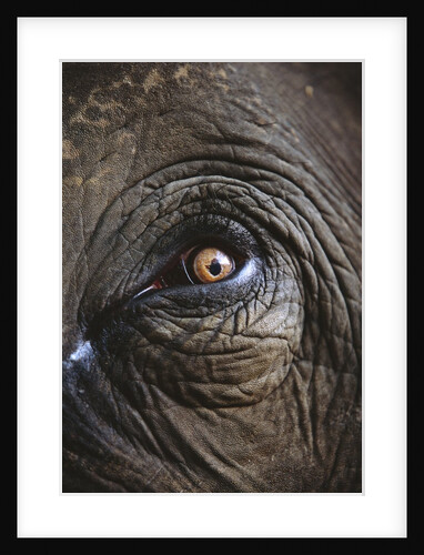 Indian Elephant's Eye by Anonymous