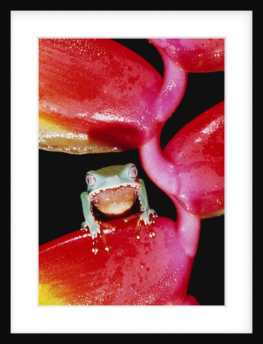 Two-colored Tree Frog on Lobster Claw Heliconia by Anonymous
