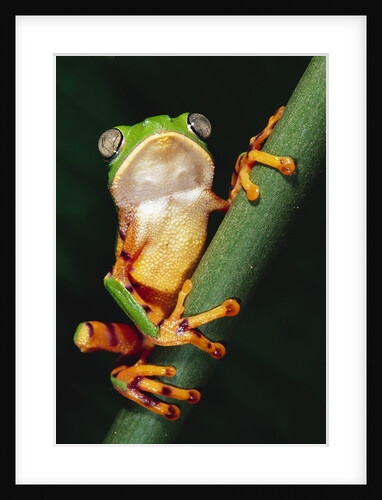 Barred Leaf Frog on Plant Stem by Anonymous